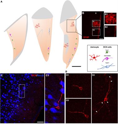 Phenotype and Distribution of Immature Neurons in the Human Cerebral Cortex Layer II